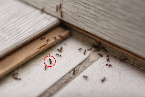 Best Termite Control Services  in Lewiston, UT