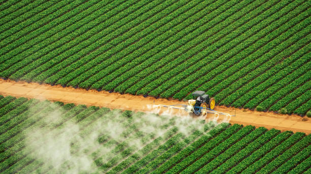 Best Termite Control Services  in Lewiston, UT